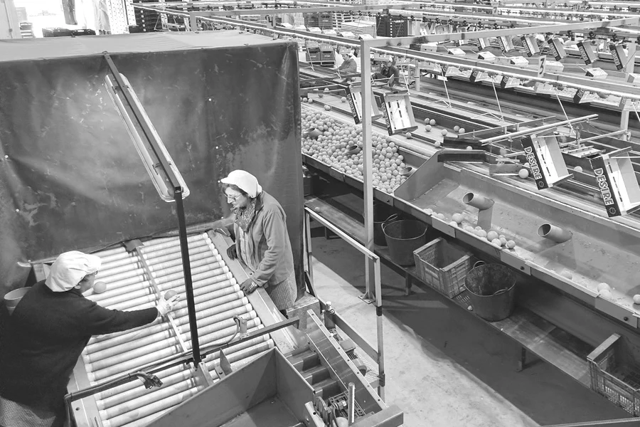 exportador fruta tavernes